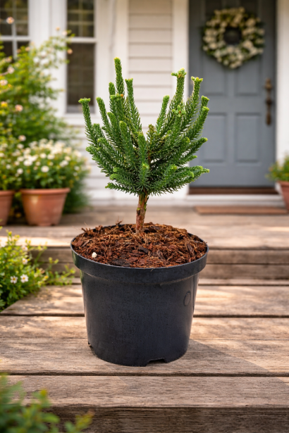 Саджанець криптомерії японської Дінгер